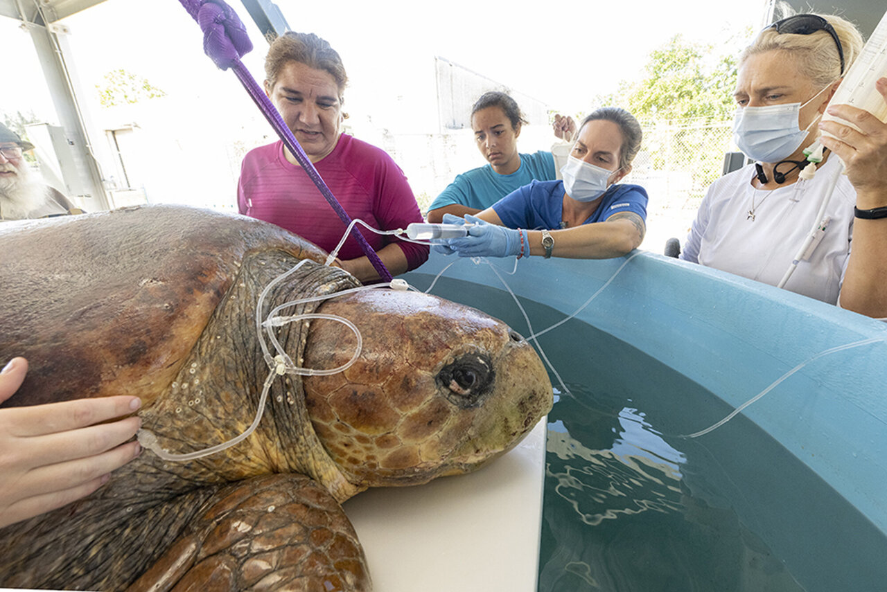 sea turtle delivers eg.jpg