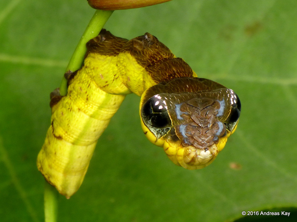 snake mimic caterpillar hemeroplanes triptolemus 1.jpg