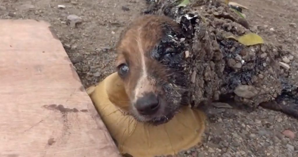 tar covered puppies 1024x538.jpg