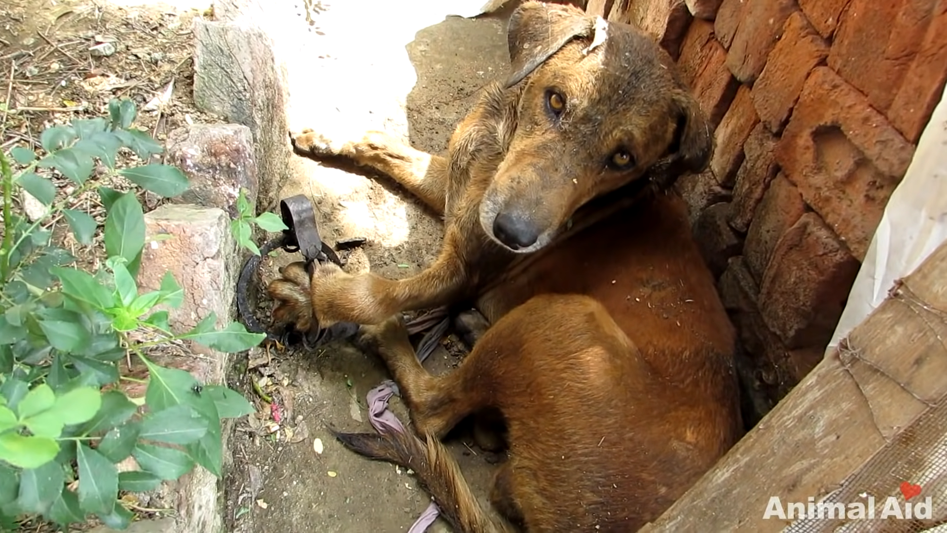 thuyngoc the video recorded the journey to save the golden boy whose legs were clamped and the dog s courage to fight made everyone cry 7 64be26eb65b8a.png