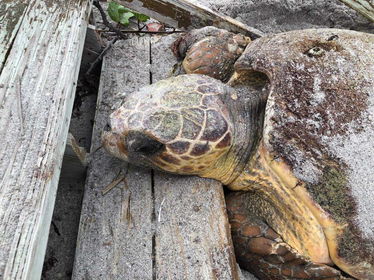 urlhttp3A2F2Fewscripps brightspot.s3.amazonaws.com2Fb32F892F8e6d847c452b99d11293723f82fb2Floggerhead turtle 2.jpg