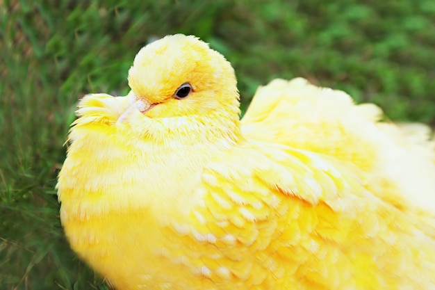 yellow pigeon sleeping 78361 2102.jpg