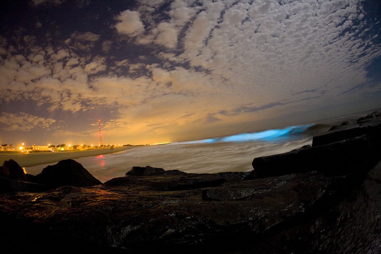 1 Dinoflagellate lumincescence.jpg