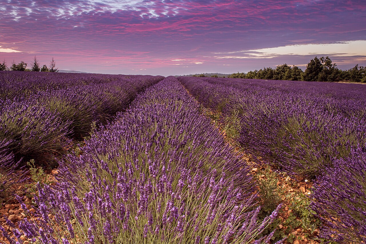 1 lavanda Sault 1.jpg