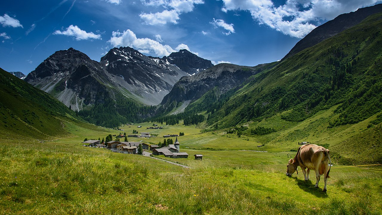 1280px Alps of Switzerland Cow above Sertig Dorfli 23024185119.jpg