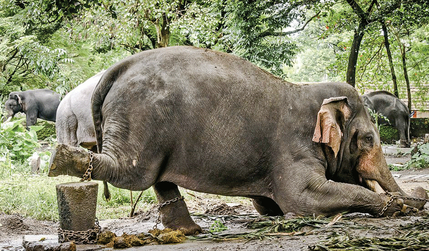 2B657B3C00000578 3199391 Nandan elephant in Guruvayoor.gif