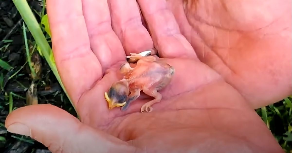 4a242ce7 tiny sparrow rescued.jpg
