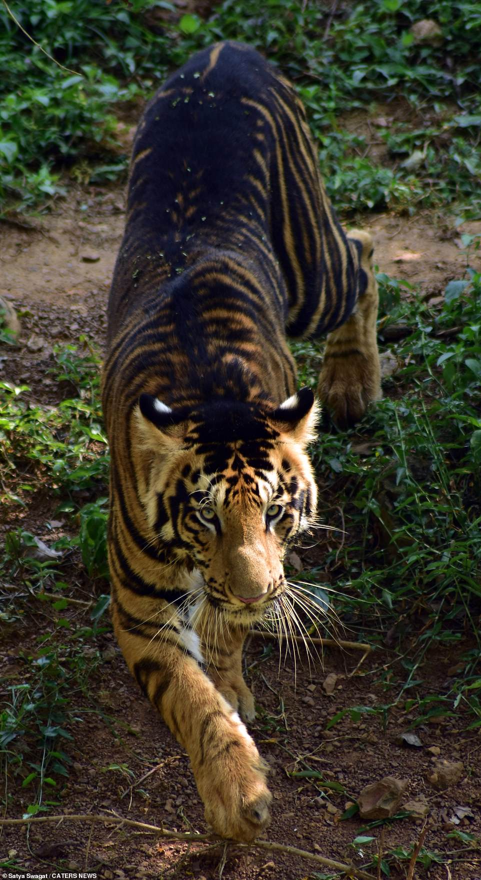 53630951 10463789 Extremely rare black tigers have been captured strolling around m 11 1643722096960.jpg