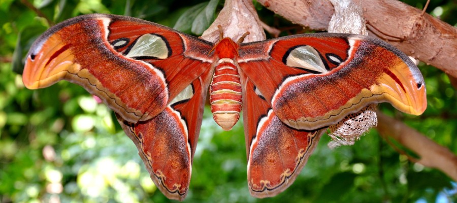 Atlas moth in tree 900x400.jpg