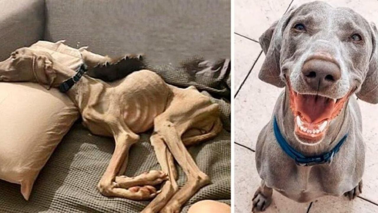 Da pelle e ossa a cane piu bello al mondo 2.jpg