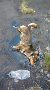 Dog 25 169x300.jpg