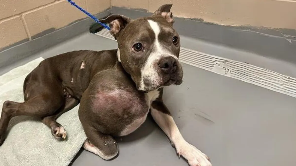 Geredde pitbull met tumor zo gro.2e16d0ba.fill 1200x675 1.webp