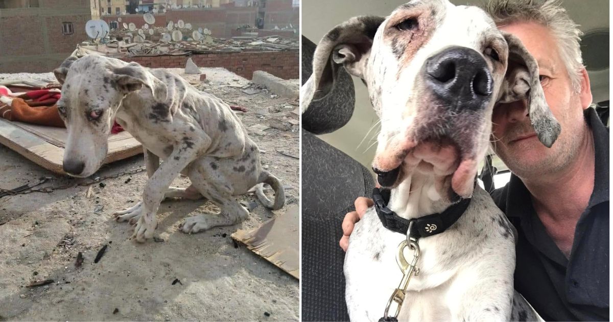 Stray Great Dane Survives by Eating Rocks Finds New Hope and a Loving Home.jpg