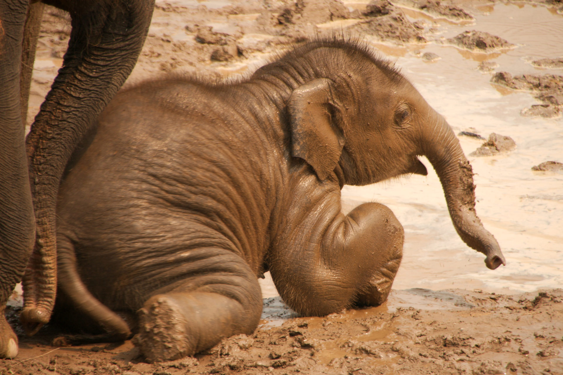 TNA38 Nicol 02 intro baby elephant color 1920x1279.jpg