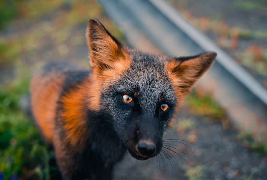 black orange fox sam gaby 4 1024x691.jpg