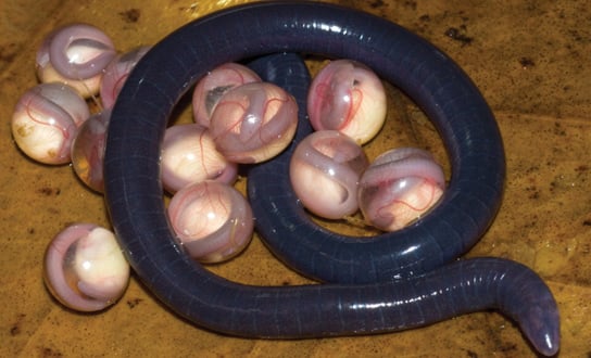 chikila fulleri.jpg