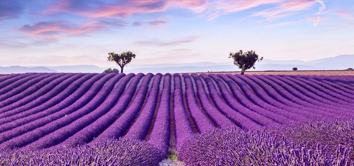 lavanda en francia.jpg