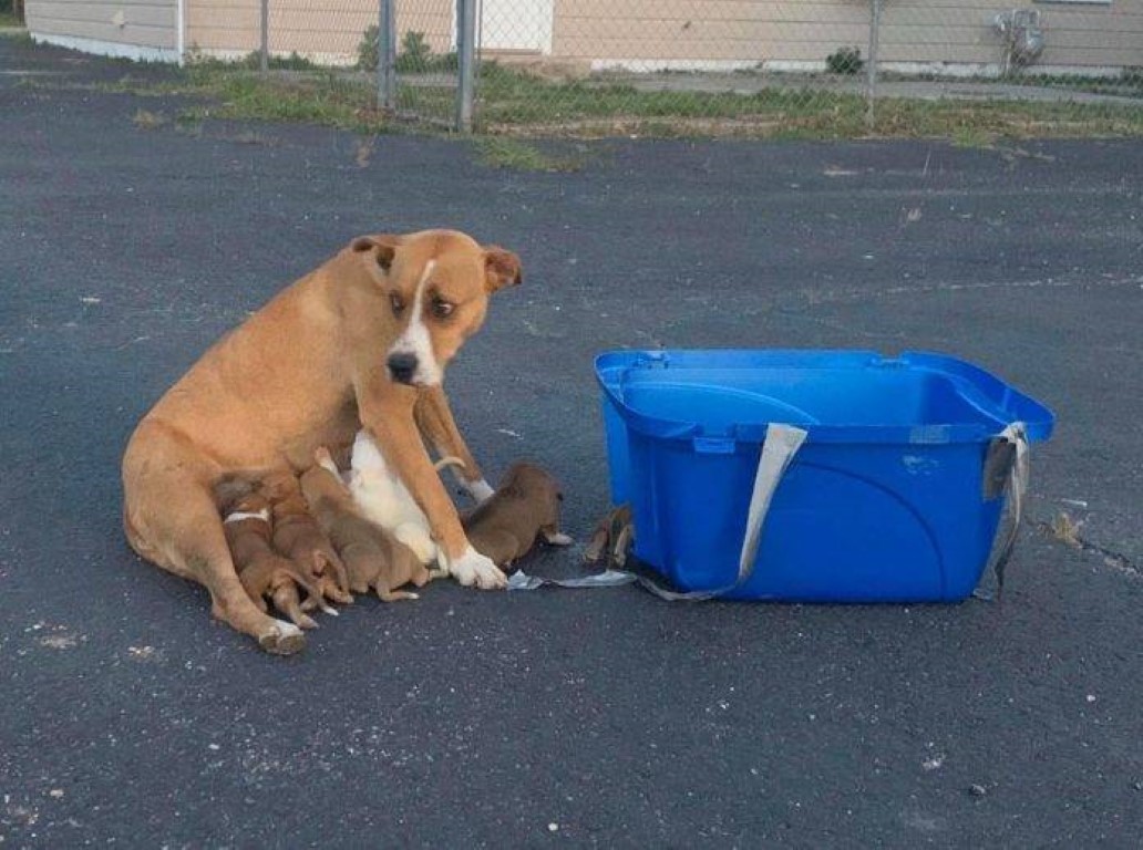 perrita rescatada iglesia 1.jpg