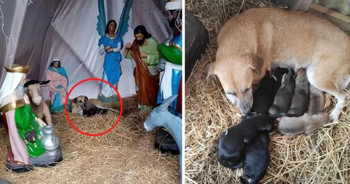perrita da a luz en nacimiento navidexo.jpg 172596871.png