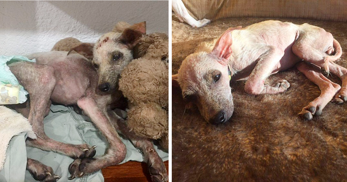 perro rescatado busca hogar3 750x563.png