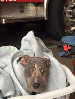 shelter puppy reunion firefighter who rescued her 3.jpg