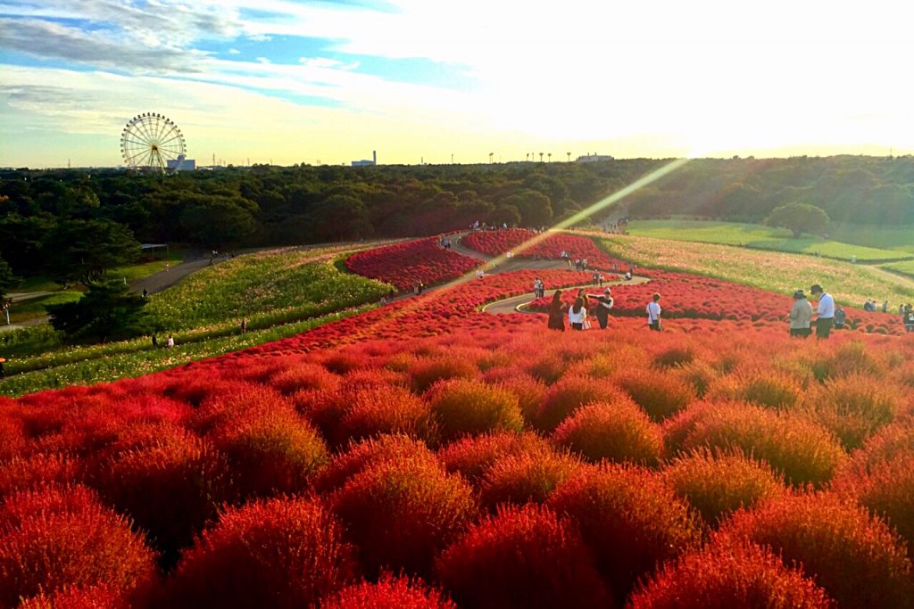 JRC x Ibaraki Hitachi Seaside Park Kochia 1024x683.jpg