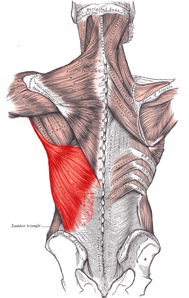 Latissimus dorsi 649x1024.png