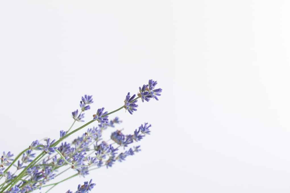 best lavender essential oils.jpg