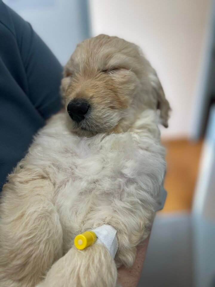 puppy at the vet clinic 720x960 1.jpeg