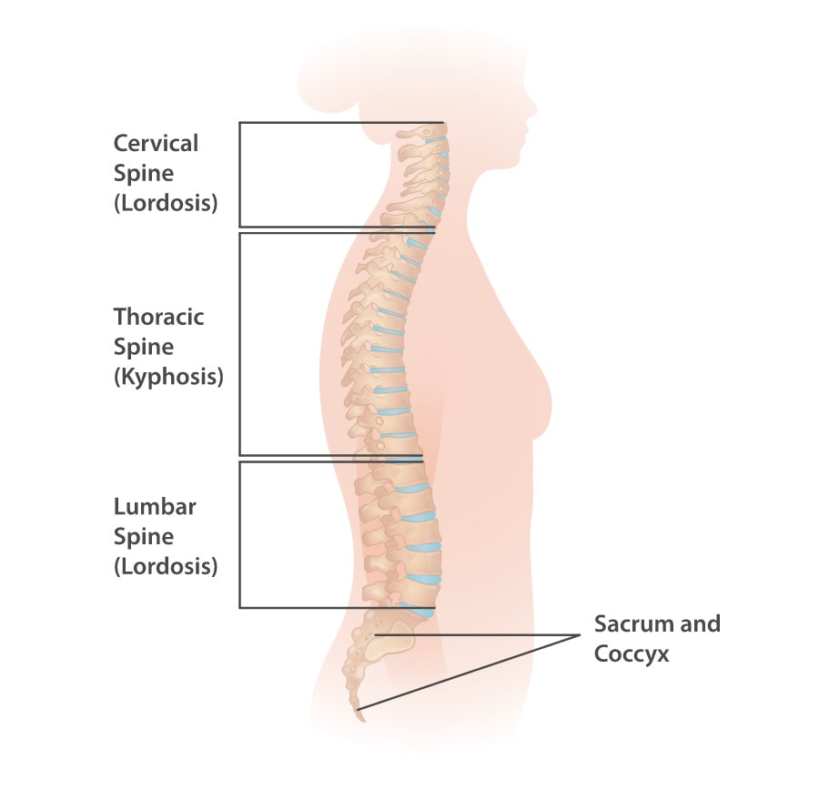 spine anatomy.jpg