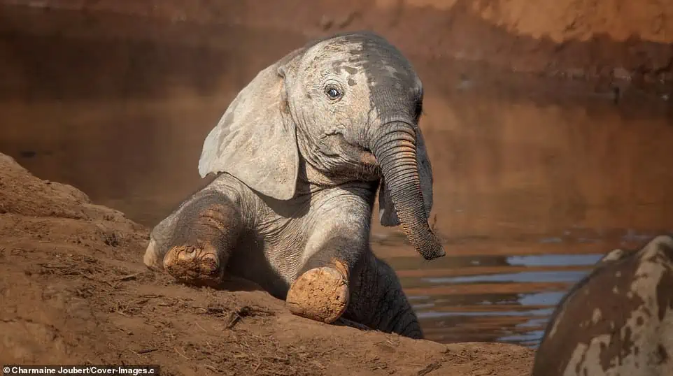 Young elephants make a splash as they play in a watering hole in South Africa 1.webp