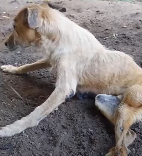 abandoned dog with cancer wandering in panic being chased and shunned on the street 39361 1.jpg