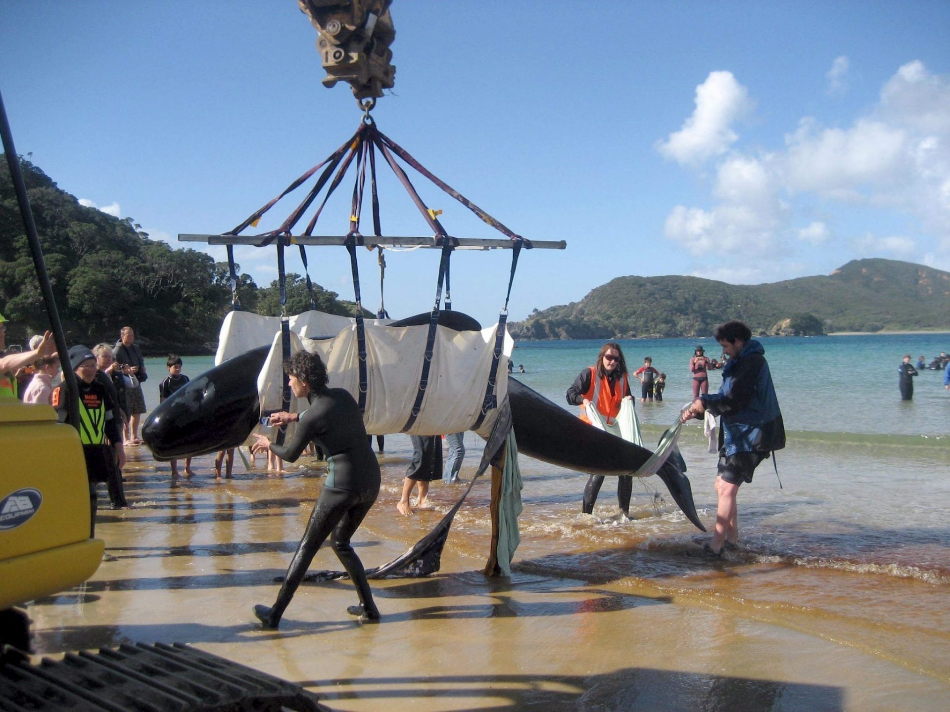 ballenas varadas EFE Ho.jpg