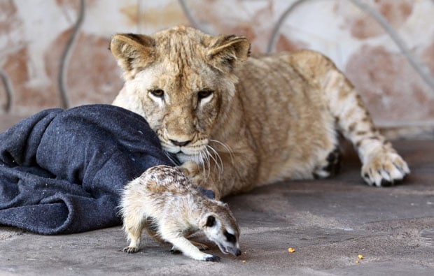 meerkat lion 5 1718339i.jpg