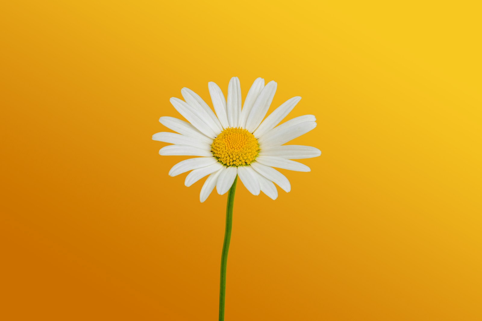 A daisy stands out against a yellow background.