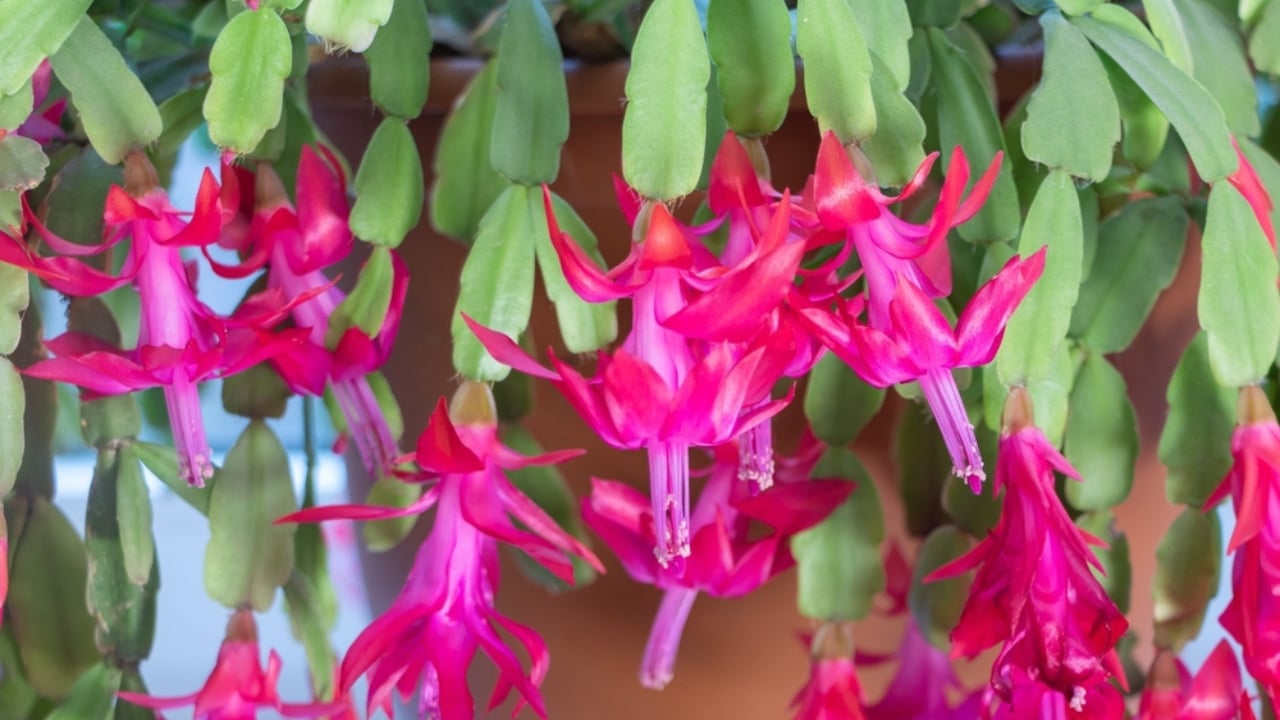 christmas cactus ss2249896971.jpg