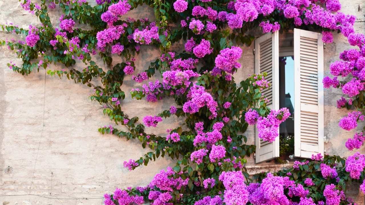 climbing roses ss dnoh 4 25 25 19.jpg