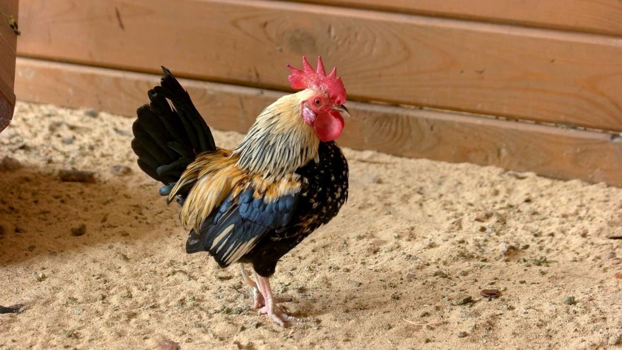 chicken coop sand ss1303776064dnoh.jpg