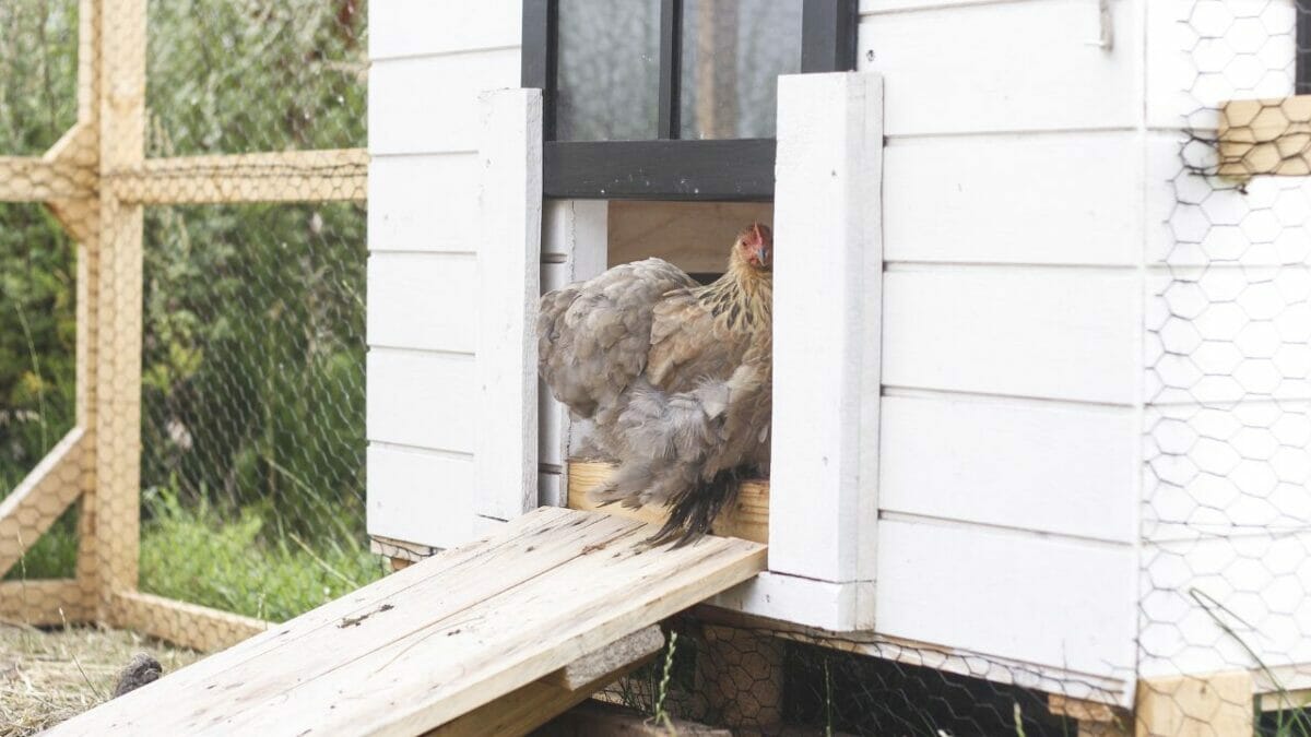chicken coop ss298140965 1200x675.jpg