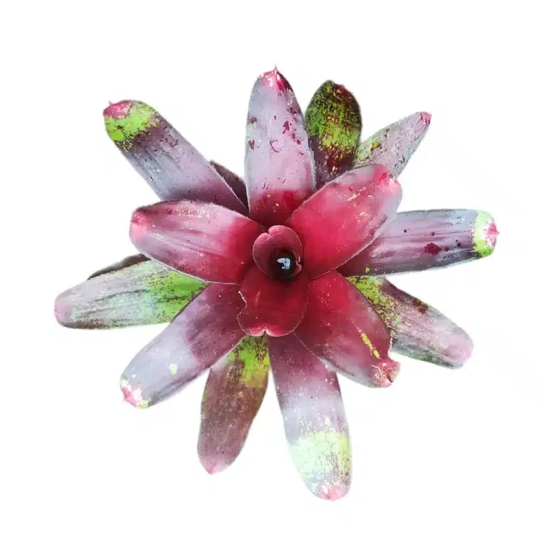 Bromeliad Plant – A Tropical Touch for Your Home 1 Bromeliad Plant