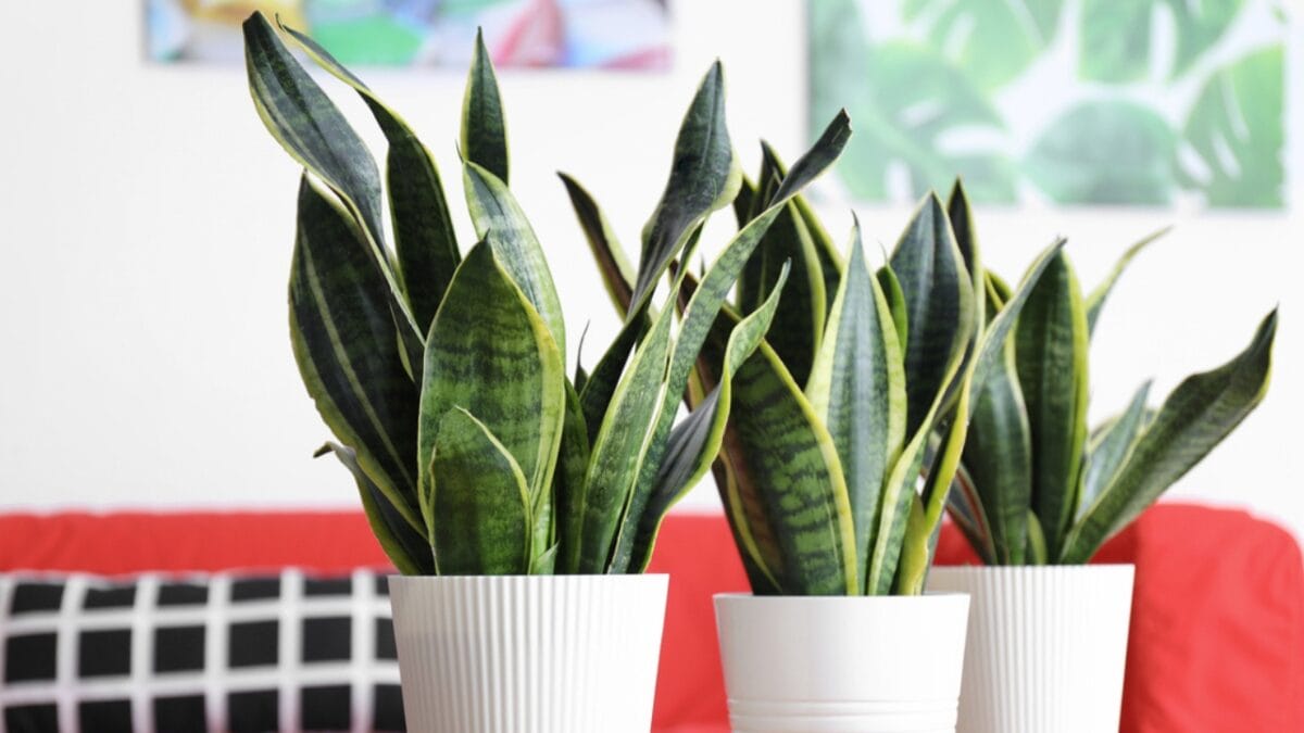 Snake Plant dp232372032 1200x675.jpg