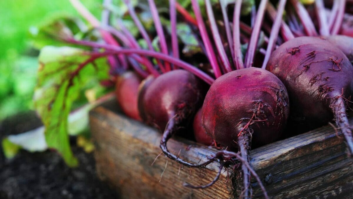 beetroot ss374278960 1200x675