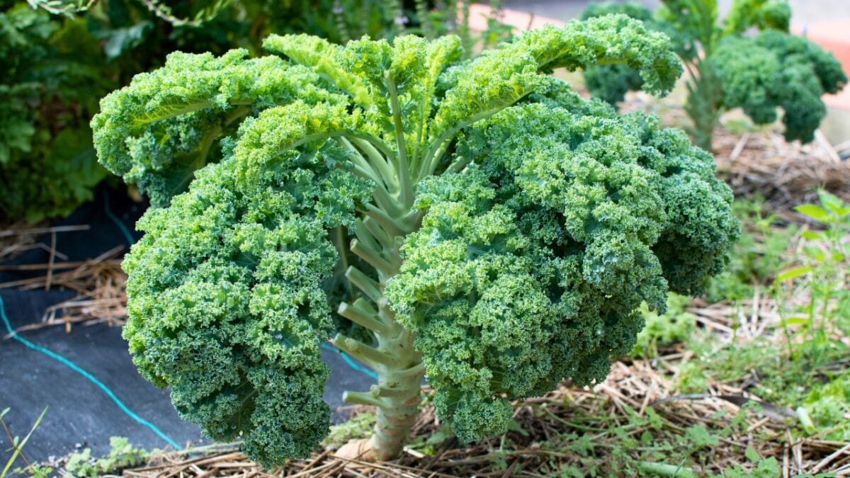 kale plants ss2284824311 1200x675.jpg