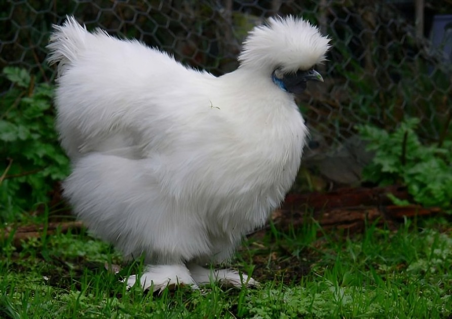 5. Ga Silkie 1.jpg