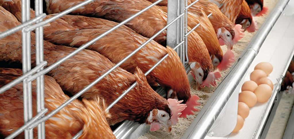 Quan ly dan theo Ky Thuat Nuoi Ga Khoe 1024x485.jpg