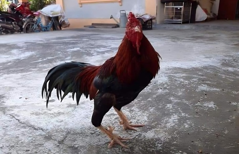 1. Ong Kenh 2.jpg