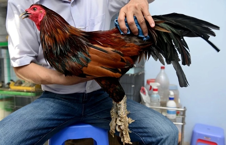Trại Gà Vảy Rồng Độc Đáo Tại Sài Gòn: Thú Chơi Tiền Tỷ Từ Giống Gà Quý Hiếm 1 Gia Tri Kinh Te Tai Trai Ga Vay Rong Doc Dao Tai Sai Gon.jpg