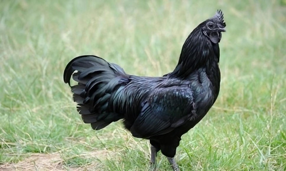 Vi Sao Ga Ayam Cemani Co Gia Hon 50 Trieu Dong.jpg