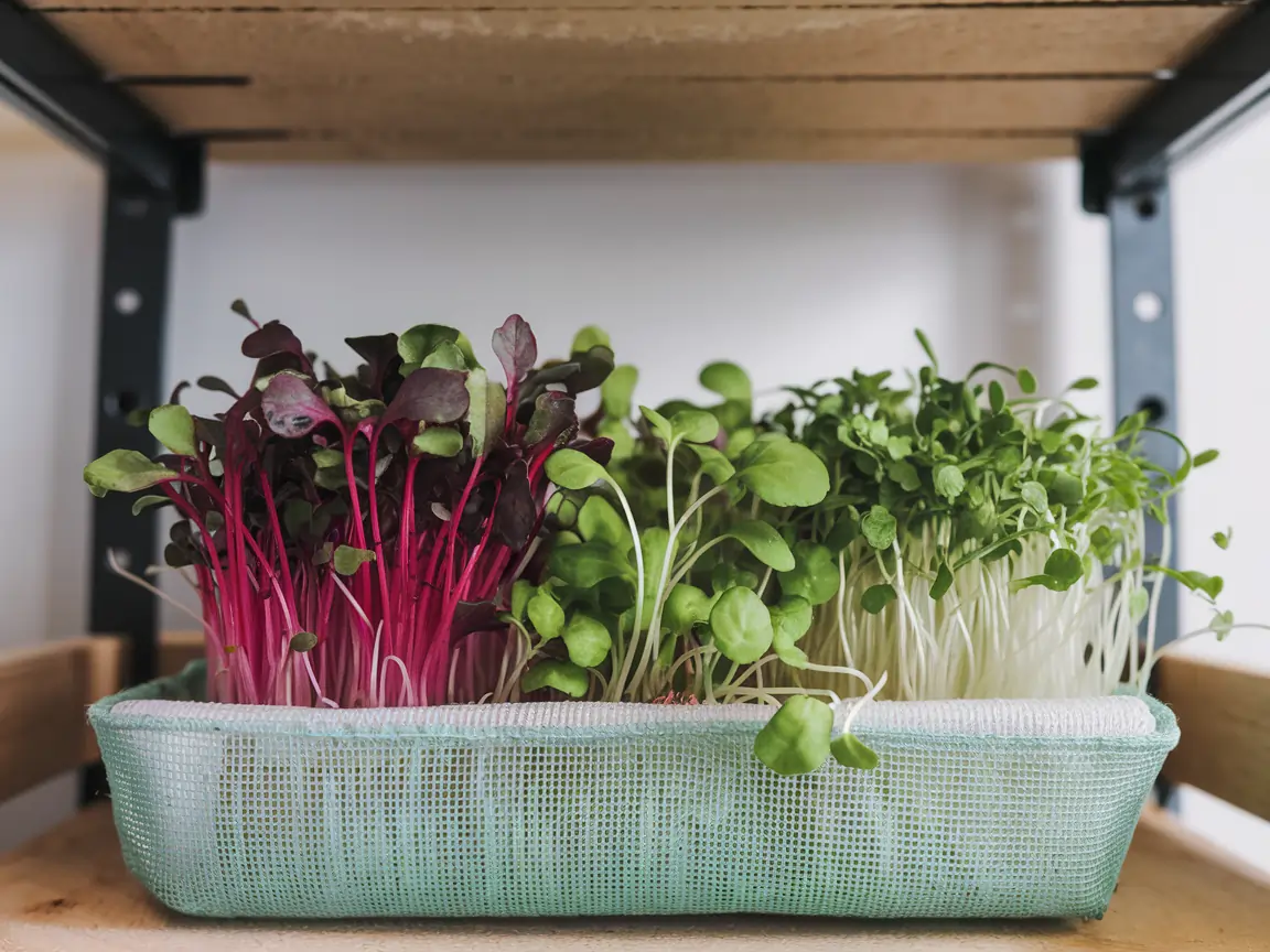 growing microgreens without