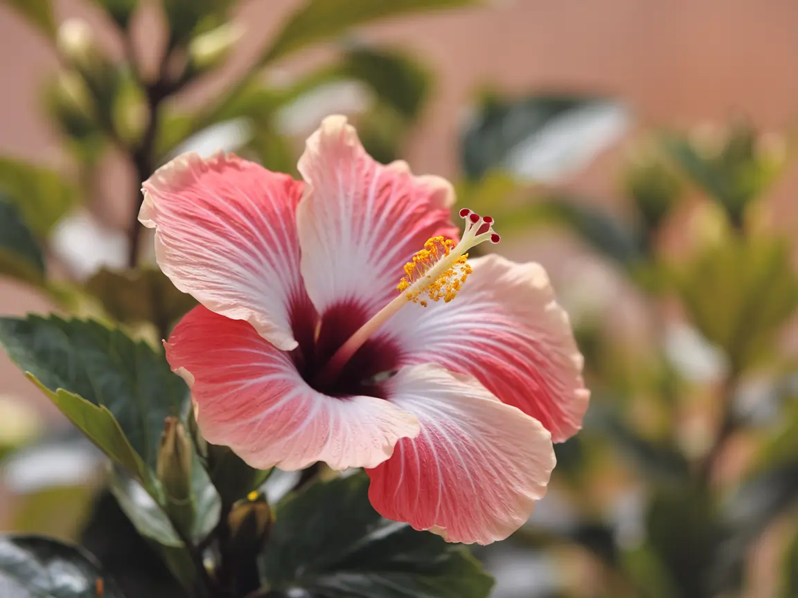 10 Easy Hibiscus Flower Care Tips for Stunning Blooms 2 easy hibiscus flower